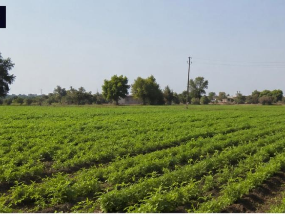 agriculture land